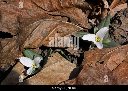 Zwerg oder Schnee Trillium Trillium Nivale Fluss Wohnungen S Michigan USA Stockfoto