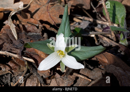 Zwerg oder Schnee Trillium Trillium Nivale Fluss Wohnungen S Michigan USA Stockfoto