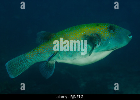 Star Puffer in den Similan Inseln, Andamanensee Stockfoto