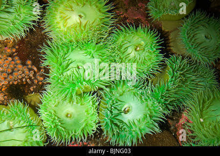 Pazifische Seeanemonen, Anthopleura Xanthogrammica, in den Pazifik Gezeiten-Pools in der Nähe von Newport, Oregon Stockfoto