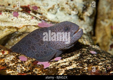 Eine Pacific Wolf Aal (Anarrhichthys Ocellatus), im Pazifischen Ozean in der Nähe von Newport, Oregon Stockfoto