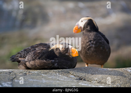 Getuftete Papageitaucher (Fratercula cirrhata) in ihrem Brutgebiet bei Haystack Rock, in Cannon Beach an der California Pacific Coast Stockfoto