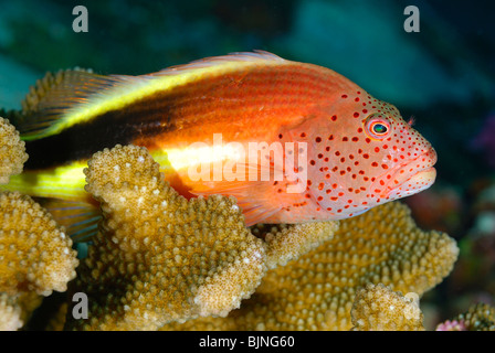 Blackside Hawkfish in den Similan Inseln, Andamanensee Stockfoto