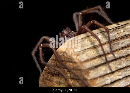 Haus Spinne (Tegenaria Domestica) an der Ecke des Tisches Stockfoto