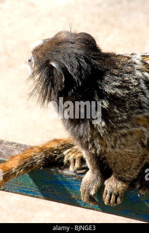 buffy-tufted marmoset (Callithrix aurita) sitzt auf einem Brett Stockfoto