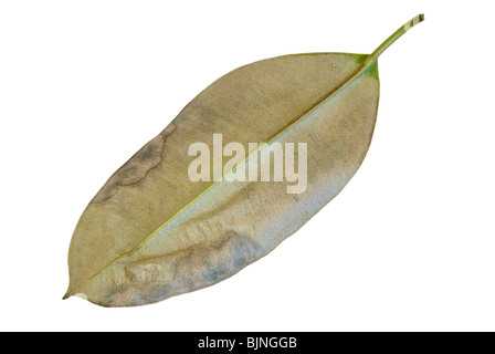 Nahaufnahme des Ficus Elastica Blatt rote Spinne (Panonychus Ulmi, Tetranychus Telarius) betroffen Stockfoto