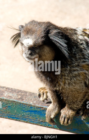 buffy-tufted marmoset (Callithrix aurita) sitzt auf einem Brett Stockfoto