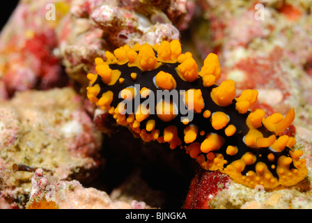 Nacktschnecken auf den Similan Inseln, Andamanensee Stockfoto