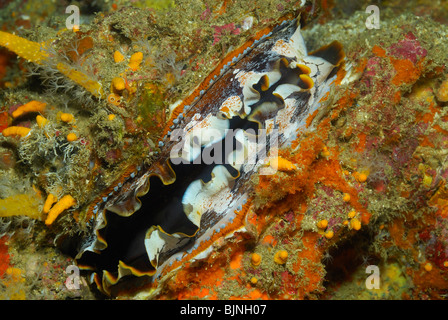 Dornige Auster in den Similan Inseln, Andamanensee Stockfoto