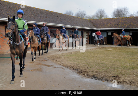 Rennpferde verlassen die Ställe zu gehen auf einen Trainingslauf Stockfoto