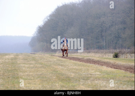 In vollem Galopp rennpferd Training Stockfoto