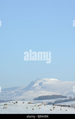 Ingleborough in den Yorkshire Dales in einer Schneedecke unter blauem Himmel bedeckt. Gesehen von Wray Stockfoto