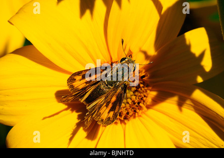 Feurige Skipper butterfly Stockfoto