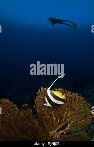 Longfin Bannerfish, Heniochus Acuminatus und Taucher am Korallenriff, Komodo National Park, Indonesien Stockfoto