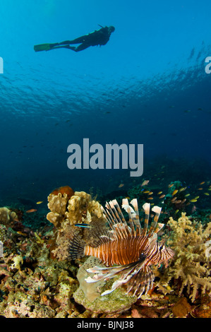 Gemeinsame Rotfeuerfische, Pterois Volitans und Taucher über Coral Reef, Komodo National Park, Indonesien Stockfoto
