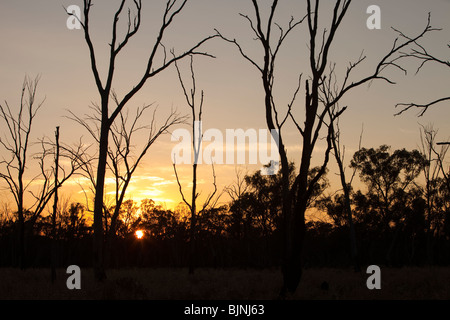 Rote Zahnfleisch auf dem Murray River in Australien, durch die anhaltende Dürre getötet. Stockfoto