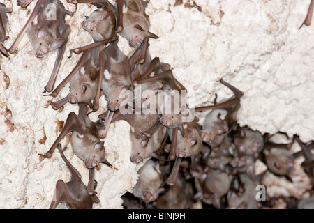 Eine Kolonie der gestreiften Fledermäuse mit Blattnasen (Hipposideros oder Macronycteris vittatus [vittata]) in der Höhle an der Küste Kenias. Stockfoto
