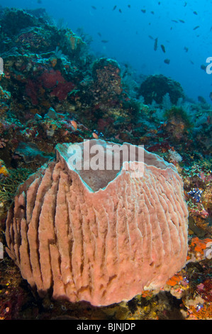 Riesiges Fass-Schwamm, Xestospongia Testudinaria, Komodo Insel Komodo National Park, East Nusa Tenggara, Indonesien Stockfoto