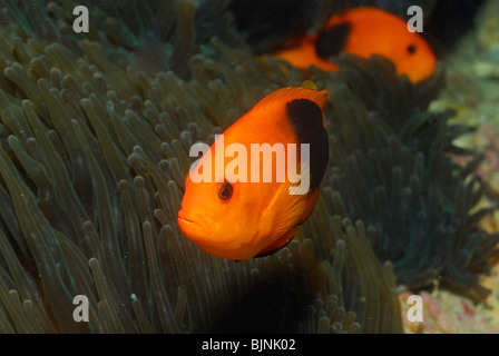 Tomaten-Anemonenfische in den Similan Inseln, Andamanensee Stockfoto