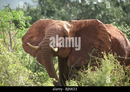 Elefanten im Tsavo Nationalpark laden Stockfoto