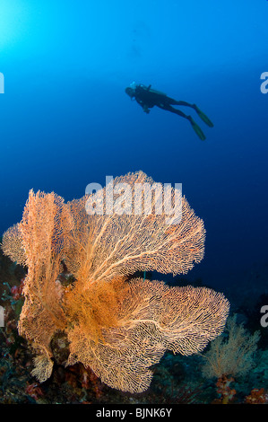 Scuba Diver über Gorgonien auf Korallenriff, Komodo National Park, Indonesien Stockfoto