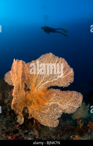 Scuba Diver über Gorgonien auf Korallenriff, Komodo National Park, Indonesien Stockfoto