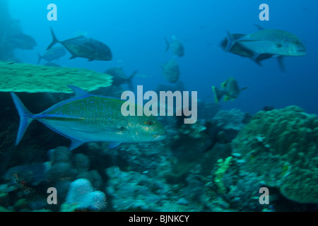Bluefin Trevally, Caranx Melampygus, Komodo Insel Komodo National Park, East Nusa Tenggara, Indonesien Stockfoto