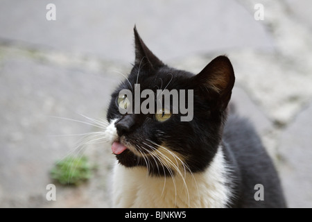 Schwarz-weiße Katze ihre Zunge heraus Stockfoto