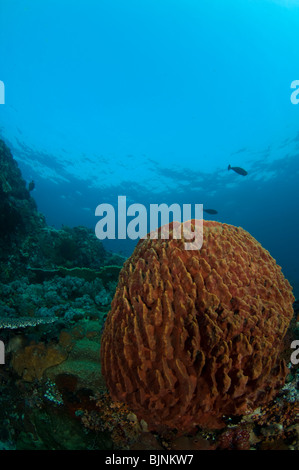 Riesiges Fass-Schwamm, Xestospongia Testudinaria, Komodo Insel Komodo National Park, East Nusa Tenggara, Indonesien Stockfoto