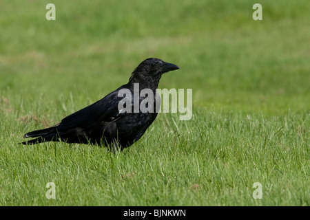 Amerikanische Krähe (Corvus Brachyrhynchos Brachyrhynchos), juvenile Fütterung in den Rasen. Stockfoto