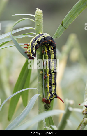 Die Larve von Barbary Spurge Hawk-Moth (stark Tithymali) auf La Gomera, Kanarische Inseln Stockfoto