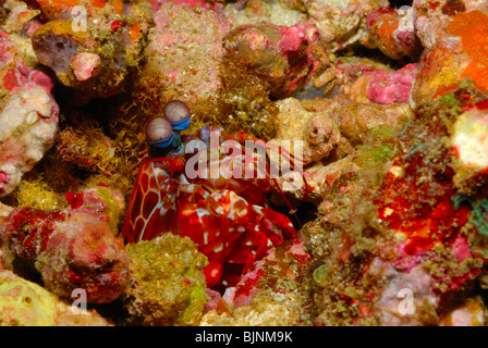 Fangschreckenkrebse auf den Similan Inseln, Andamanensee Stockfoto