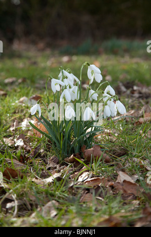 Schneeglöckchen (Galanthus) Blüten, Hattingley, Hampshire, England. Stockfoto