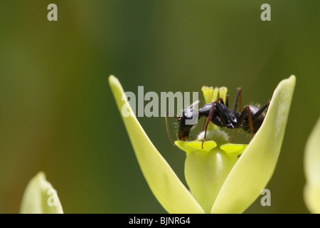 Ameise auf Euphorbia Blütenstand. Genommen auf La Gomera, Kanarische Inseln Stockfoto