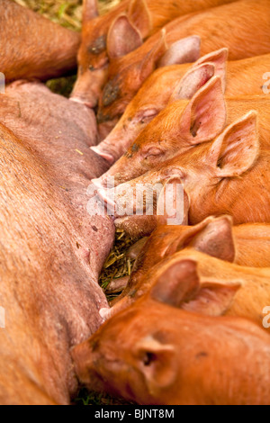 Tamworth Schweine Spanferkel Stockfoto