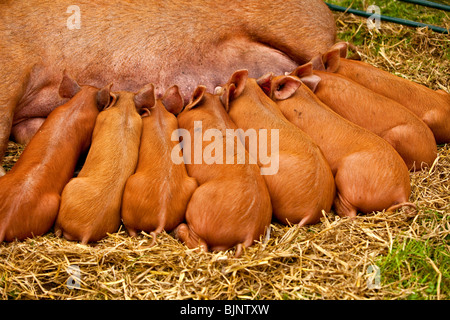 Tamworth Schweine Spanferkel Stockfoto