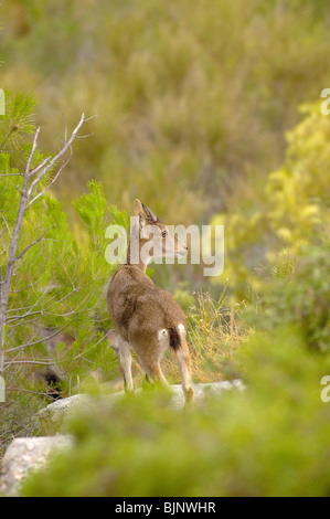 Spanische Steinböcke (Capra Pyrenaica), Maro-Cerro Gordo Klippen. La Axarquia, Provinz Malaga, Andalusien, Spanien Stockfoto