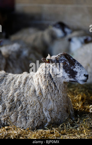 Bester britischer Vieh - Ewe Stockfoto