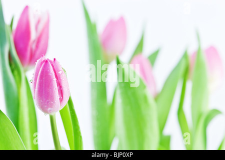 freshness pink tulip close up Stockfoto