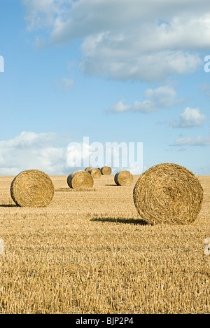 Strohballen auf einem Feld Stockfoto