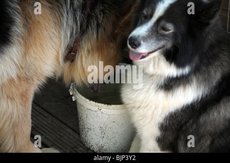 Unsere großen elsässischen einen Drink. Stockfoto