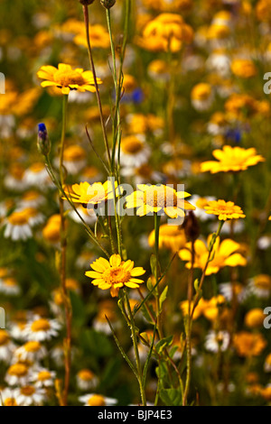 Mais Ringelblume Chrysanthemum segetum Stockfoto