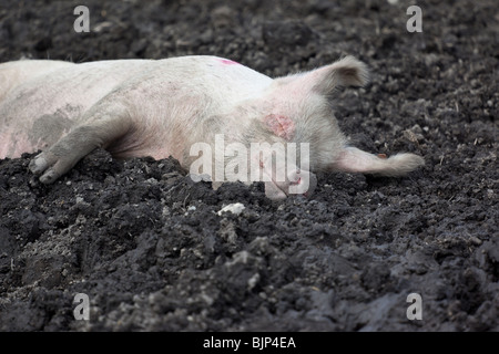 Ein Schwein im Dreck auf einer Schweinefarm schlafen; Witzwil, Schweiz. Charles Lupica Stockfoto