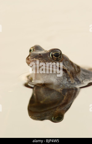 Gemeinsamen Frosch Rana Temporaria mit Reflexion Stockfoto