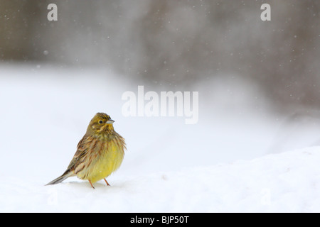 Goldammer (Emberiza Citrinella) bei Schneefall. Stockfoto