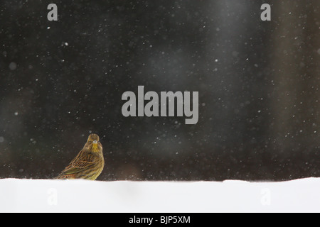 Goldammer (Emberiza Citrinella) bei Schneefall. Stockfoto