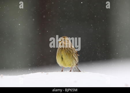 Goldammer (Emberiza Citrinella) bei Schneefall. Stockfoto