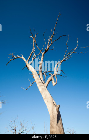 Bäume, die getötet wurden, als durch die Schaffung von Lake Eildon ertrank stehen hoch und trocken, wie der See aufgrund der Dürre vertrocknet. Stockfoto