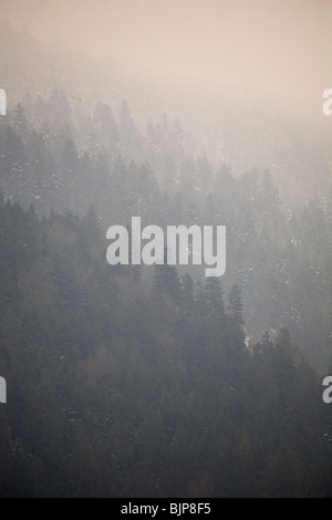 Einfrieren von Nebel hüllt Pinien oberhalb der bayerischen Stadt Oberammergau. Stockfoto