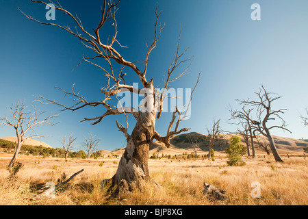 Bäume, die getötet wurden, als durch die Schaffung von Lake Eildon ertrank stehen hoch und trocken, wie der See aufgrund der Dürre vertrocknet. Stockfoto